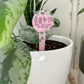 Decorative Plant Stakes
